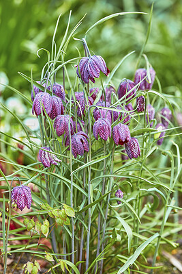 Buy stock photo Closeup of a snake's head fritillary, Fritillaria meleagris. A spring flowering bulb native to England, growing in the garden grass. A rare and endangered purple chequered flower.