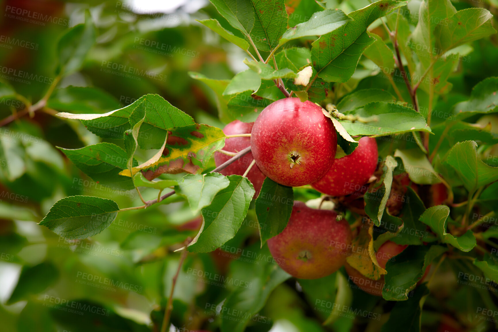 Buy stock photo Red apples growing on trees for harvest in an orchard outdoors. Closeup of ripe, nutritious and organic fruit cultivated in season on a lush farm or grove. Delicious fresh produce ready to be picked