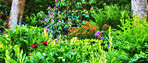 Beautiful flowers in my garden
