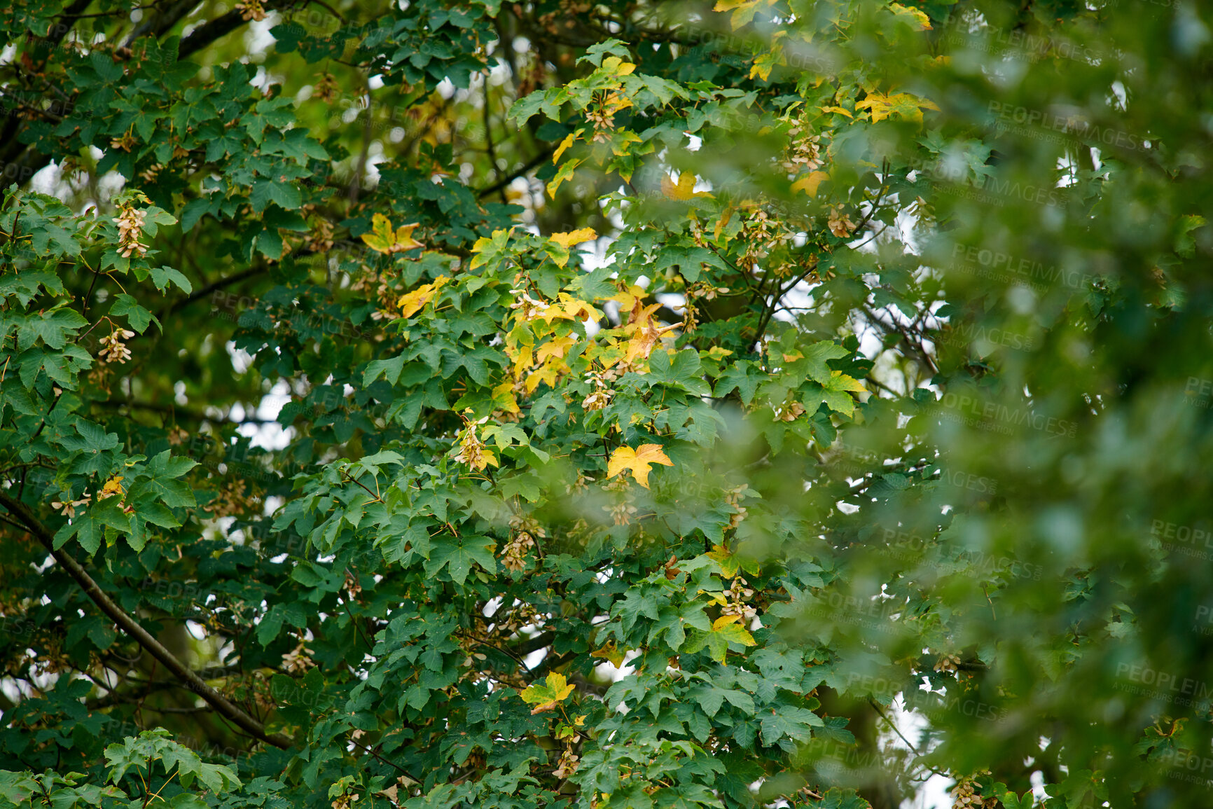 Buy stock photo Prickly castor oil tree leaves changing in autumn from green to yellow in a remote forest or countryside in Norway. Woods with dry, texture foliage in a serene, secluded meadow or nature environment