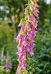 The foxgloves in the garden