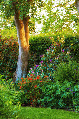 Buy stock photo Beautiful green garden with flowers, trees and plants outside in the backyard during summer. Landscape of vibrant lush meadow environment in full bloom in nature. Flowering species and green shrubs 