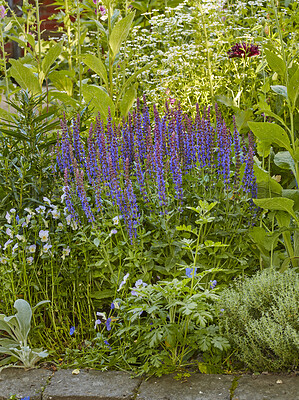 Buy stock photo A photo of the garden in summertime