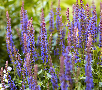 Buy stock photo A photo of the garden in summertime