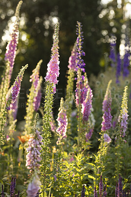 Buy stock photo A photo of the garden in summertime