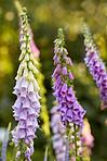 The foxgloves in the garden