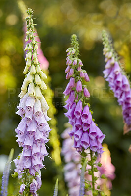 Buy stock photo Colorful foxgloves - digitalis purpurea 