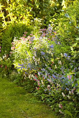 Buy stock photo Colorful purple flowers growing in a garden. Spanish bluebell or hyacinthoides hispanica blossoming in nature during spring. Perennial plant with vibrant petals thriving in a peaceful park