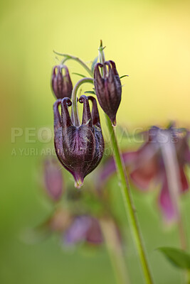 Buy stock photo Columbine flowers growing against a blurred green nature background in summer. Flowering plants opening up and blossoming on a field or park. Flora and plants blooming in a natural environment