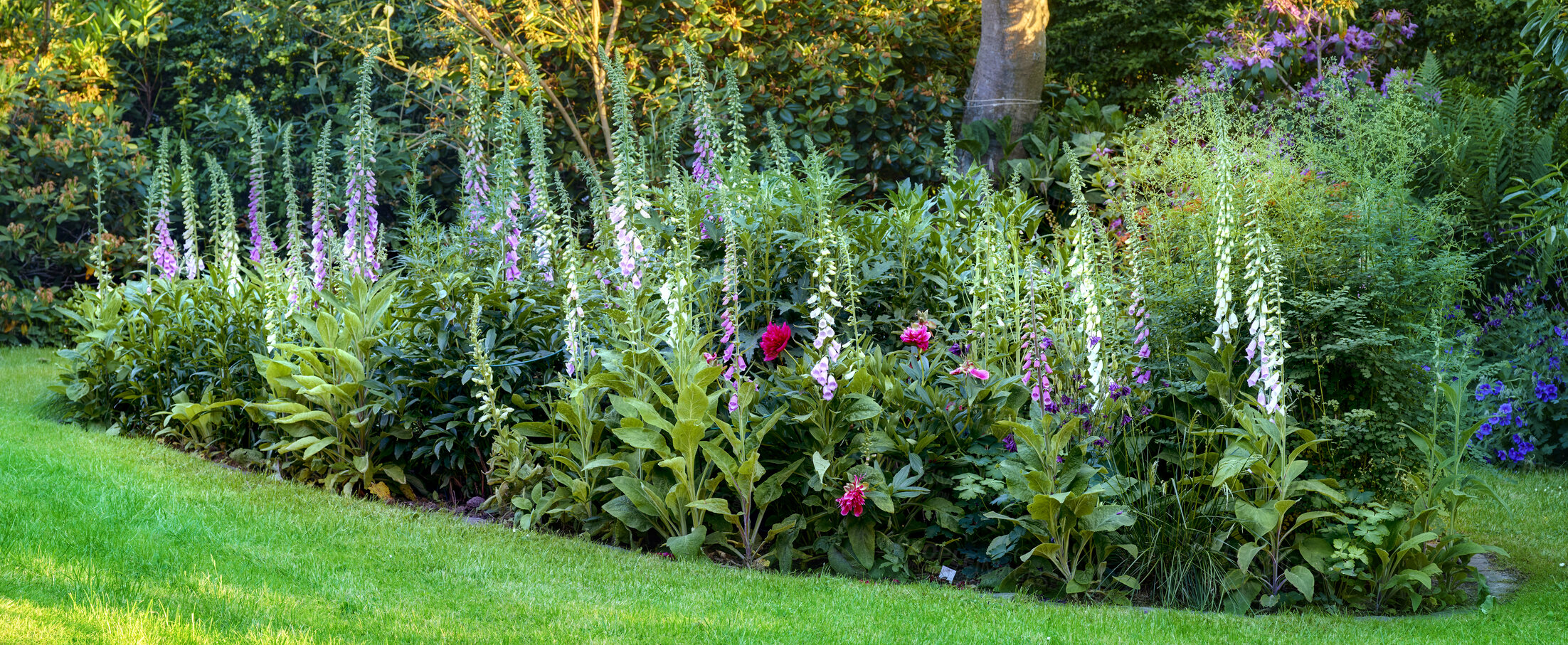 Buy stock photo Beautiful, colorful and natural plants and flowers growing in a green garden during spring. Perennials with vibrant petals thriving, blossoming and blooming in a bright, peaceful park during summer