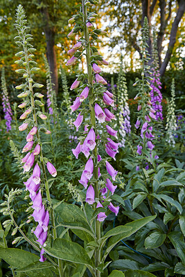 Buy stock photo Colorful foxgloves - digitalis purpurea 