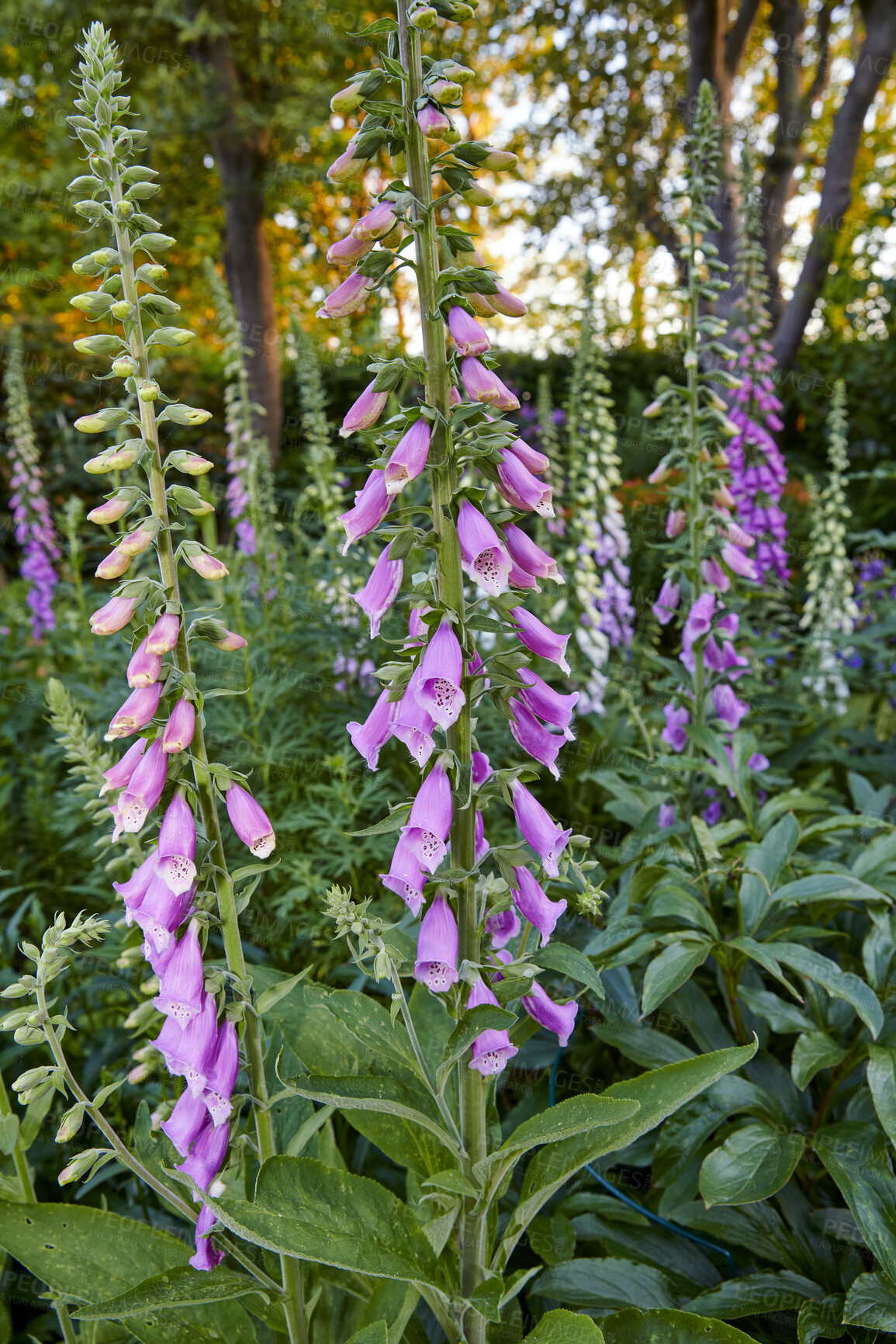 Buy stock photo Colorful foxgloves - digitalis purpurea 