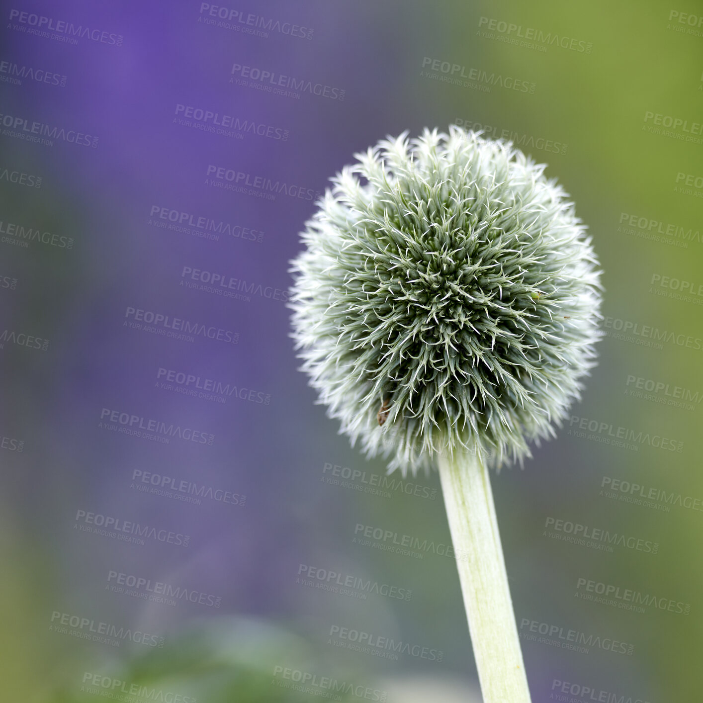 Buy stock photo A series of beautiful garden photos