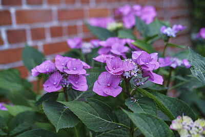 Buy stock photo A series of beautiful garden photos