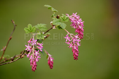 Buy stock photo A series of beautiful garden photos