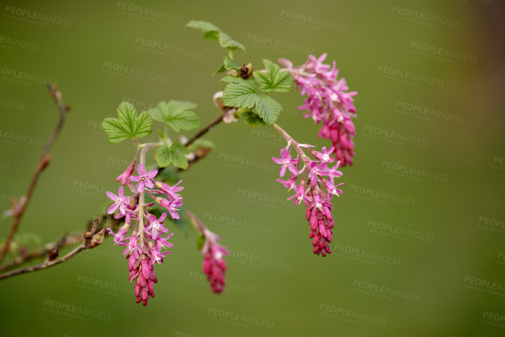 Buy stock photo A series of beautiful garden photos