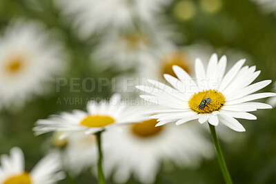 Buy stock photo Closeup view of beautiful white daisies in focus. Detail beauty of a single daisy in a flowerbed and garden. An insect enjoying sweet nectar of life from a white flower in nature 