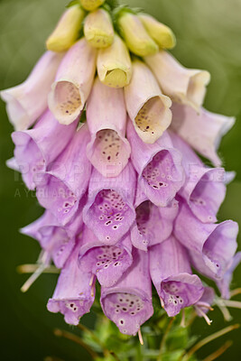 Buy stock photo Colorful foxgloves - digitalis purpurea 