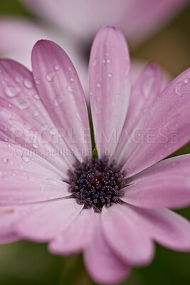 Buy stock photo A series of beautiful garden photos