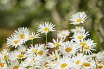 Daisies - Marguerite