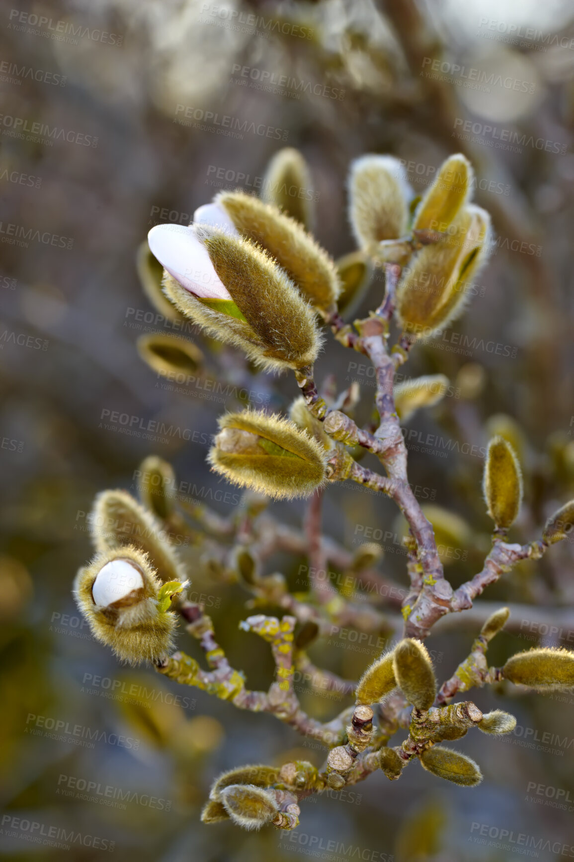 Buy stock photo Magnolia Stellata sometimes called star magnolia flower blossoming in spring. Closeup of beautiful floral nature native to Japan's ecosystem shooting white petals with lush garden in the background