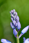 Garden in blue - Bluebell /Scilla siberica, 