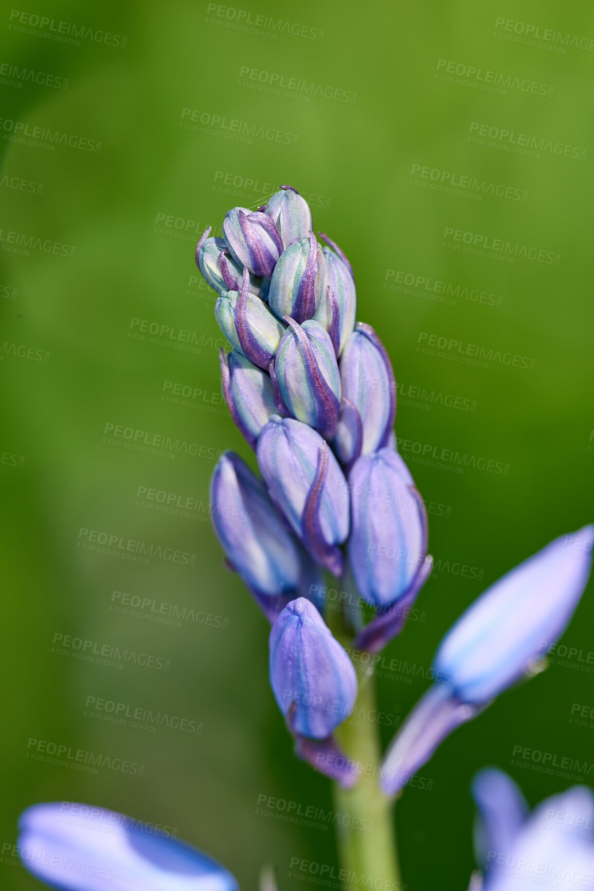 Buy stock photo Colorful purple flowers growing in a garden. Macro closeup on closed buds of a spanish bluebell or hyacinthoides hispanica foliage with vibrant petals about to bloom in nature on a sunny spring day