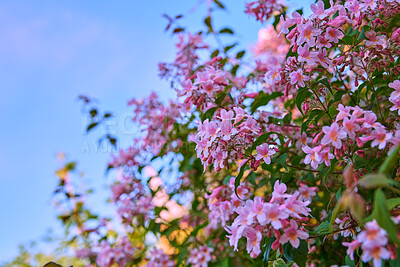 Buy stock photo Beautiful, pretty and colorful pink flowers in a garden during spring with a blue sky background and copy space. Landscape view of natural lush flowering plants growing in a park or backyard