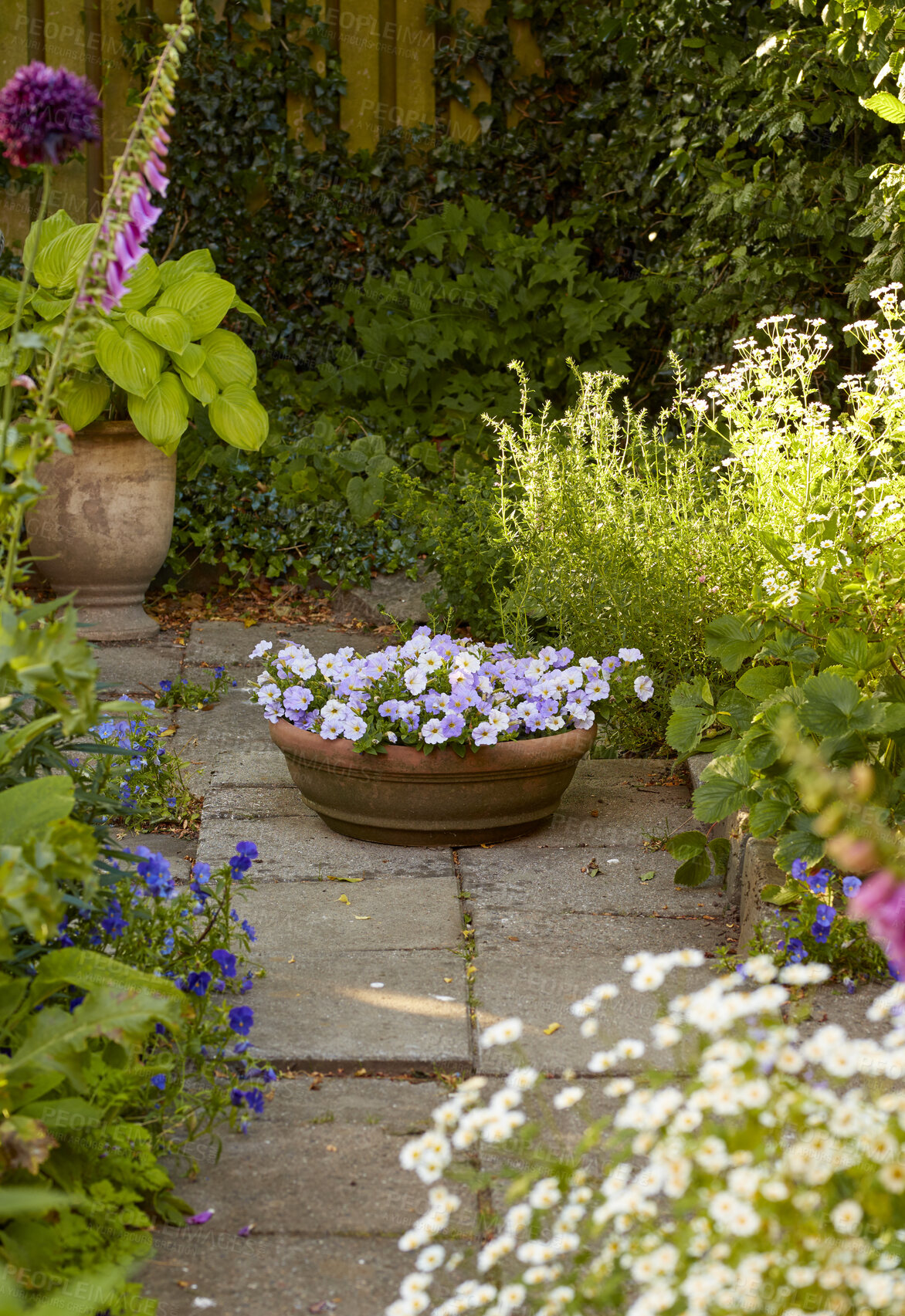 Buy stock photo Potted plant pansies growing in a backyard or home garden in summer on a patio. Beautiful hybrid plant blooming in a yard during spring outdoors. Tiny flowering plants budding and blooming outside