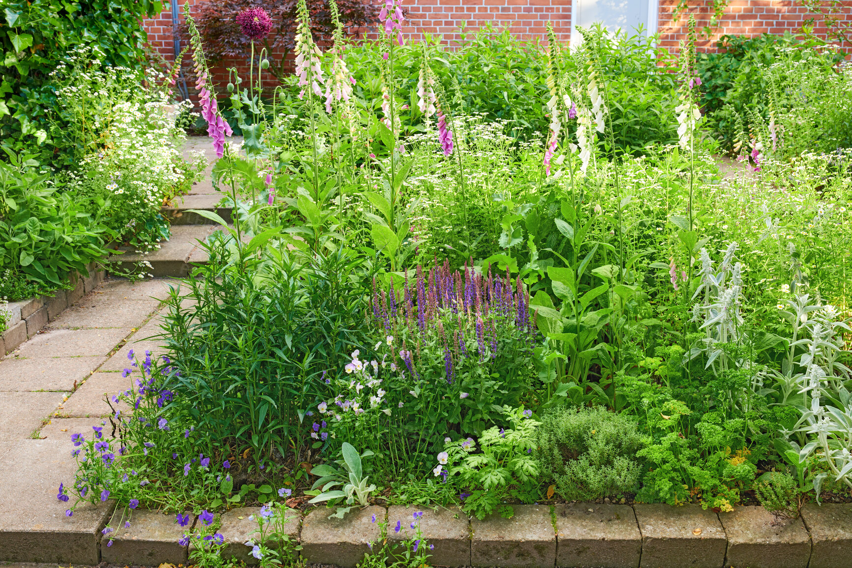 Buy stock photo Salvia nemorosa flower growing in a garden in summer. Beautiful flowering plants blooming in a lush green park. Pretty flora blossom and sprout in a organic meadow in the countryside during spring