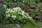 Beautiful flowers in my garden