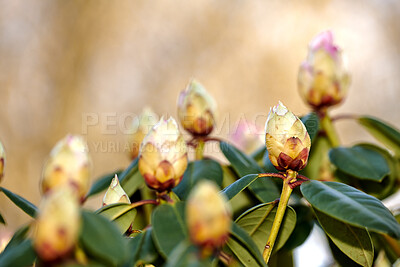 Buy stock photo Rhododendron is a genus of 1,024 species of woody plants in the heath family, either evergreen or deciduous, and found mainly in Asia, although it is also widespread throughout the Southern Highlands of the Appalachian Mountains of North America.