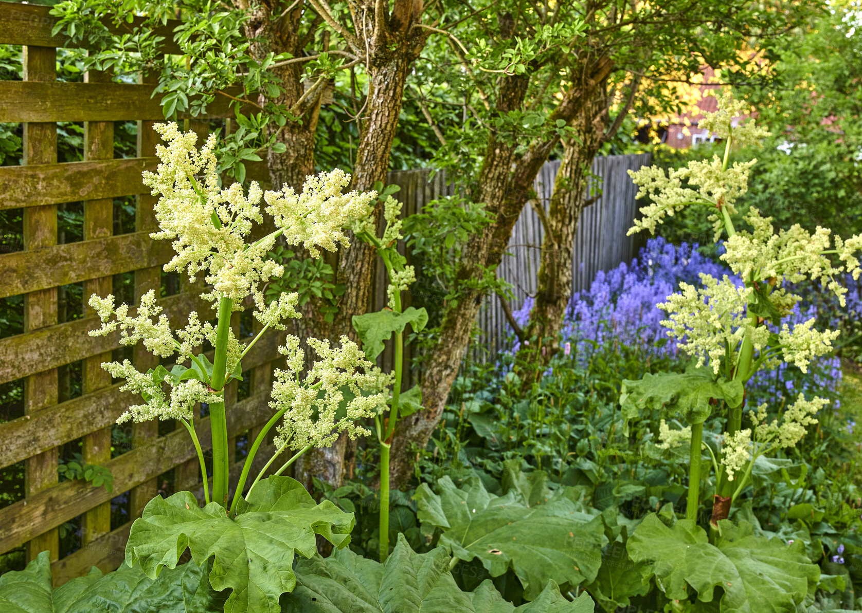 Buy stock photo Bolted rhubarb plants flowering in a green and quiet backyard with bright bluebells and white bolting leafy vegetables. Colorful rural garden with different trees and flowers for peaceful nature