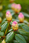 Rhododendron - garden flowers in May