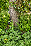 Garden flowers in summertime