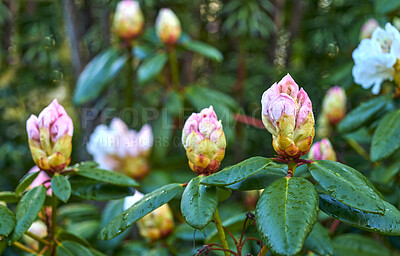 Buy stock photo A series of beautiful garden photos