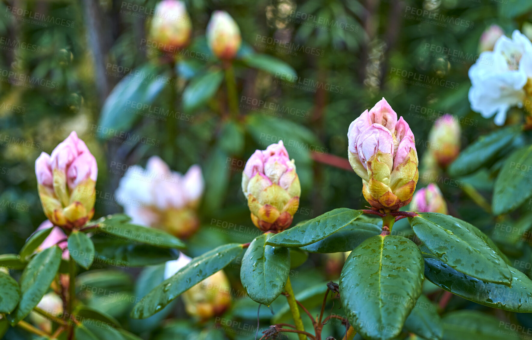 Buy stock photo A series of beautiful garden photos