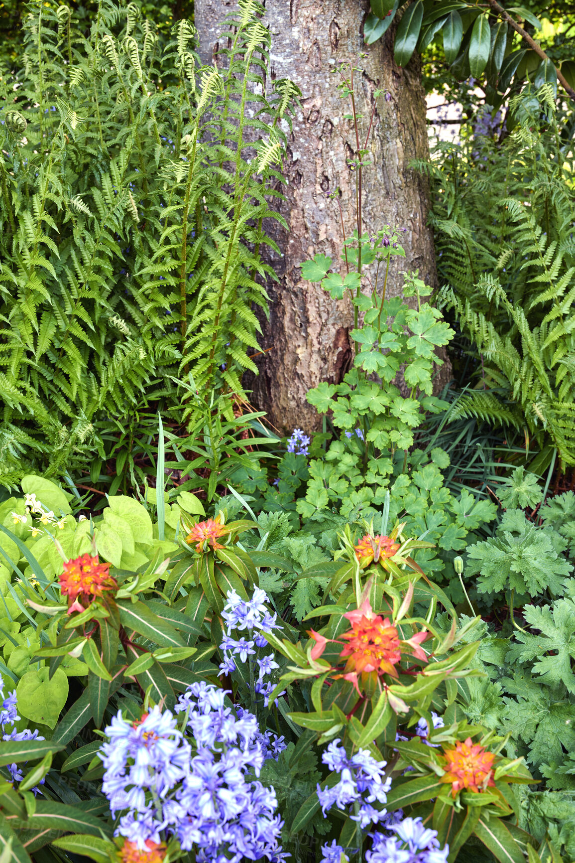 Buy stock photo Vibrant orange fireglow griffiths spurge, purple spanish bluebell flowers and ferns blooming in nature. Colorful flowering plants growing in a garden or park on sunny day in spring outside