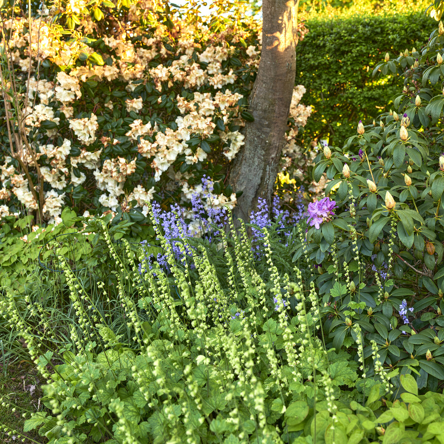 Buy stock photo Landscape view of common bluebell flowers growing and flowering on green stems in private backyard or secluded home garden. Textured detail of blooming blue kent bells or campanula plants blooming