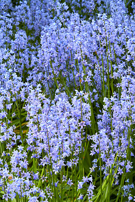 Buy stock photo A photo of beautiful Blue flowers in springtime