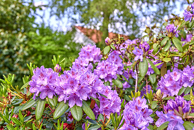 Buy stock photo A series of photos of rhododendron in garden