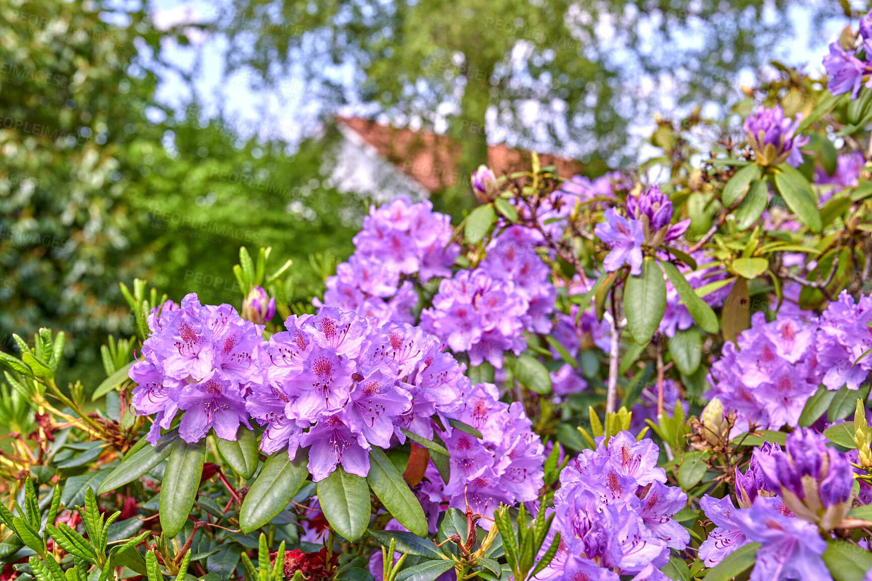 Buy stock photo A series of photos of rhododendron in garden