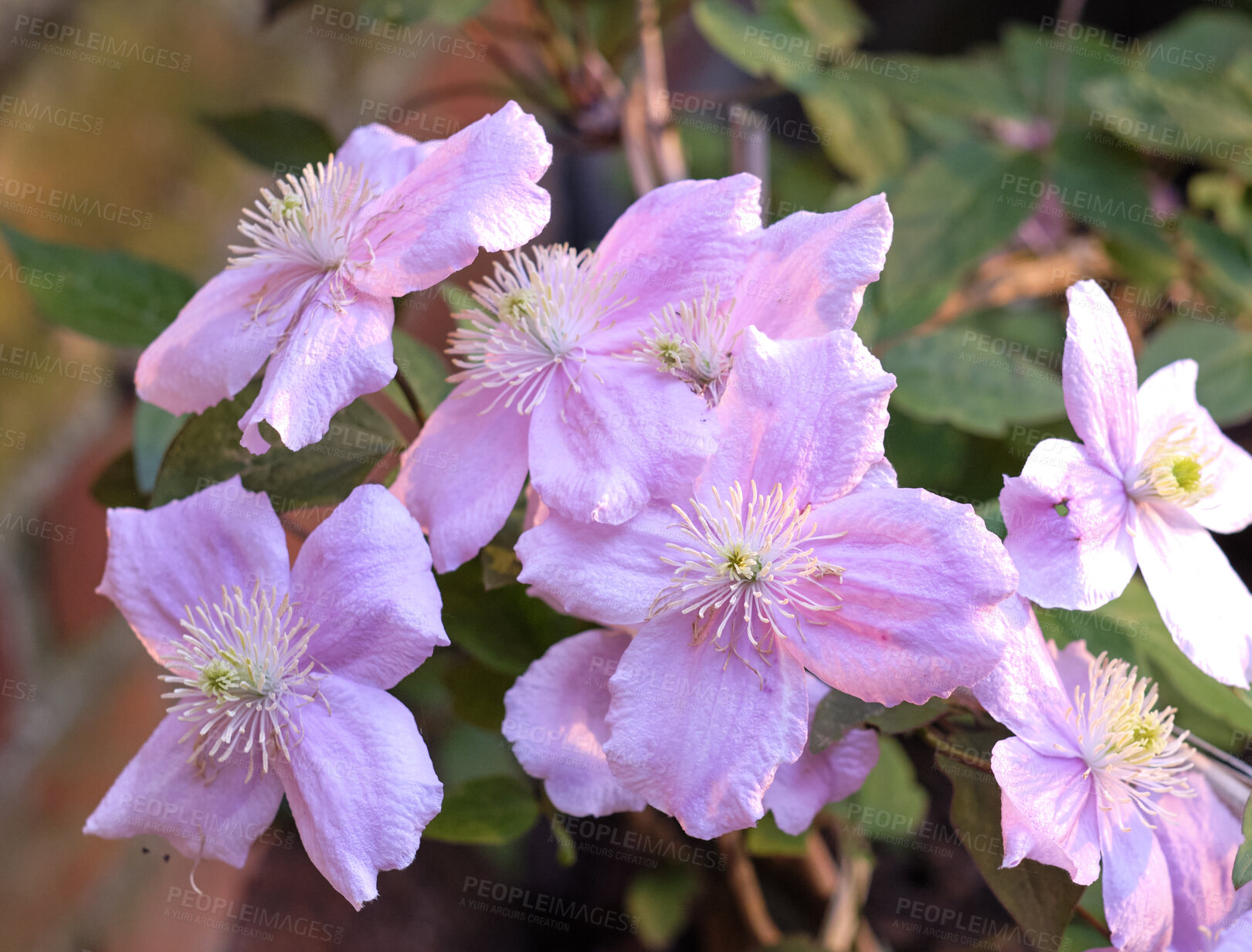 Buy stock photo Closeup of clematis florida flowers growing on a lush green bush in a landscaped home garden. Passionflower plants blossoming, blooming, and flowering in a cultivated organic backyard in summer