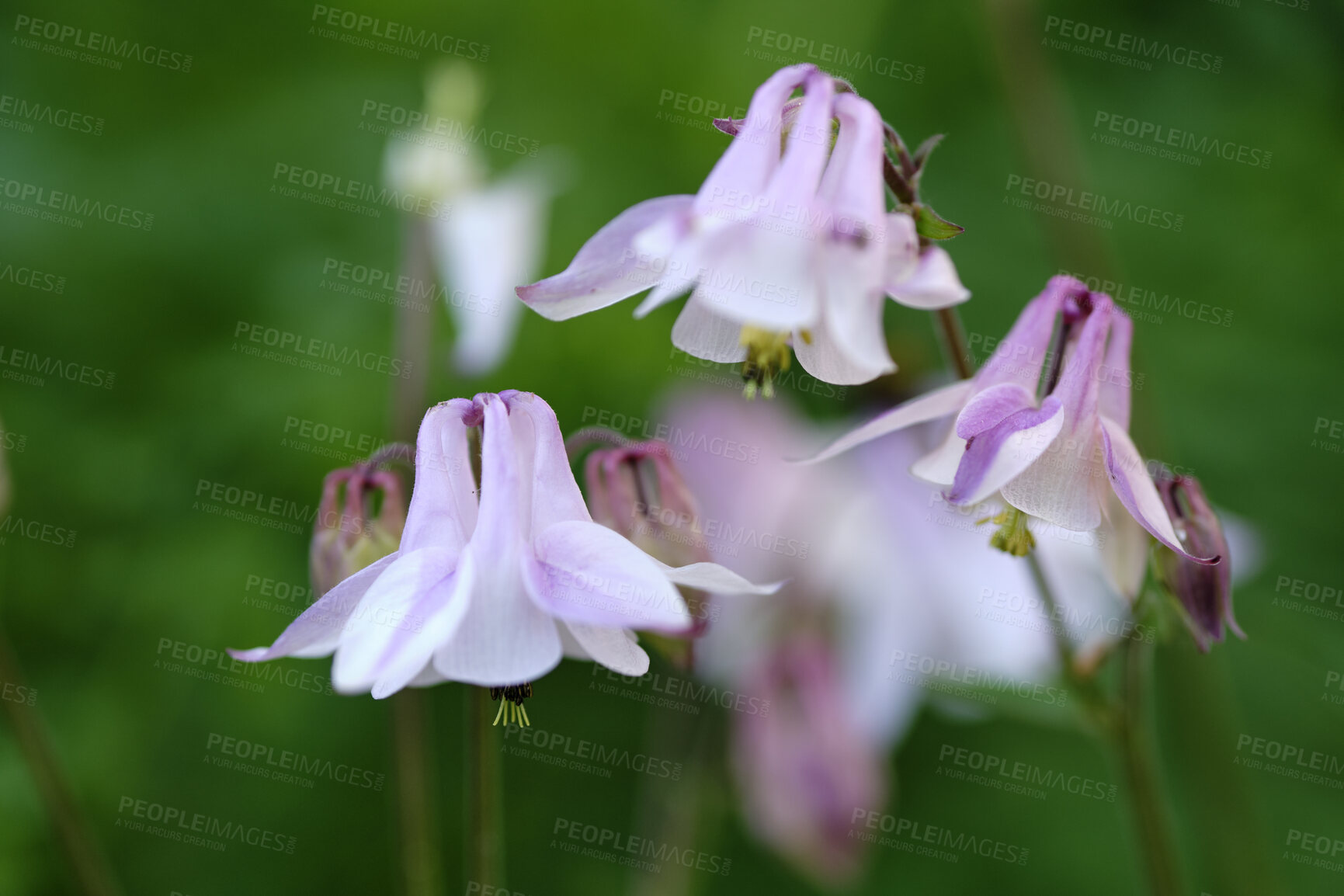 Buy stock photo Closeup of a Common Columbine against a blurry background. Zoom on budding blooms growing in a garden with fragrant blossoms. Macro details of a plant in nature used to with beauty and harmony