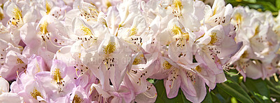 Buy stock photo A series of photos of rhododendron in garden