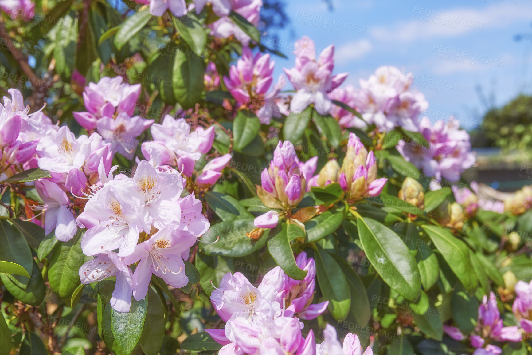 Buy stock photo A series of photos of rhododendron in garden