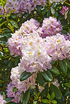 Rhododendron - garden flowers in May