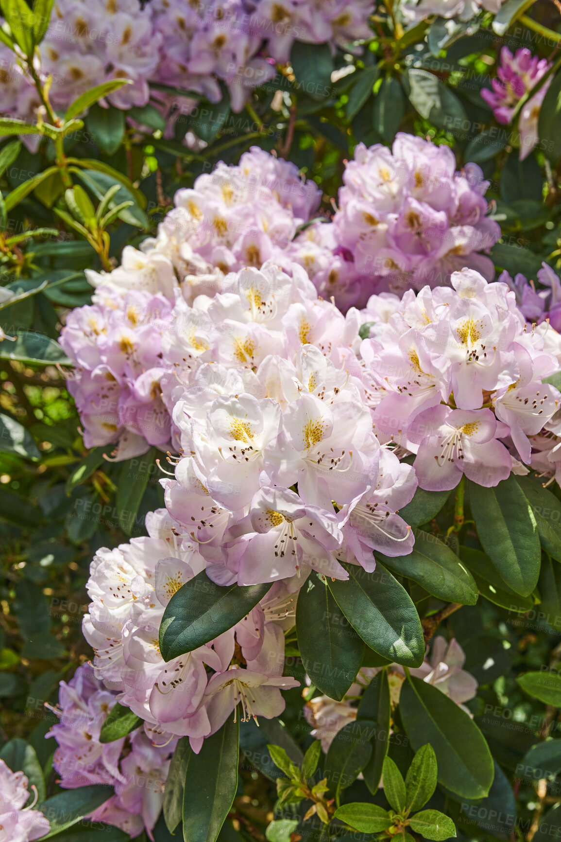 Buy stock photo Rhododendron is a genus of 1,024 species of woody plants in the heath family, either evergreen or deciduous, and found mainly in Asia, although it is also widespread throughout the Southern Highlands of the Appalachian Mountains of North America.