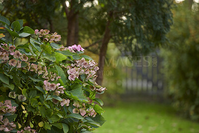 Buy stock photo Closeup of pink bigleaf hydrangea flowers growing on a lush green bush in landscaped home garden with copy space. Vibrant plants blooming and flowering in a cultivated backyard with bokeh background