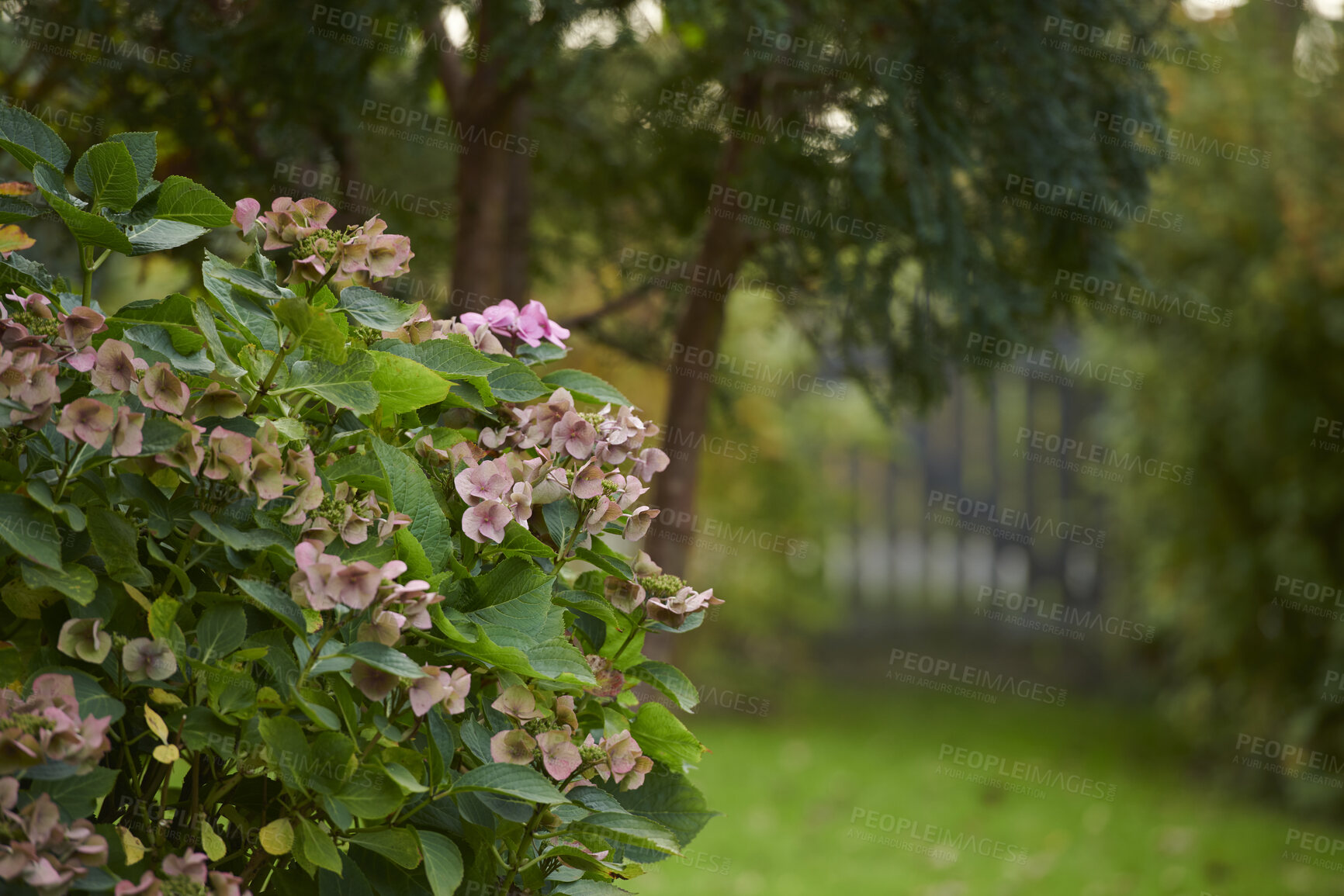 Buy stock photo Closeup of pink bigleaf hydrangea flowers growing on a lush green bush in landscaped home garden with copy space. Vibrant plants blooming and flowering in a cultivated backyard with bokeh background